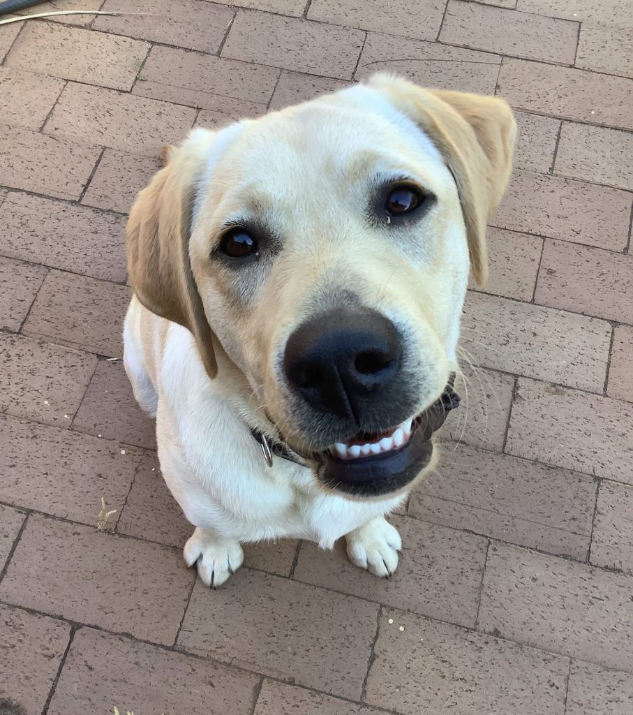 Young yellow Labrador sits and looks at the camera