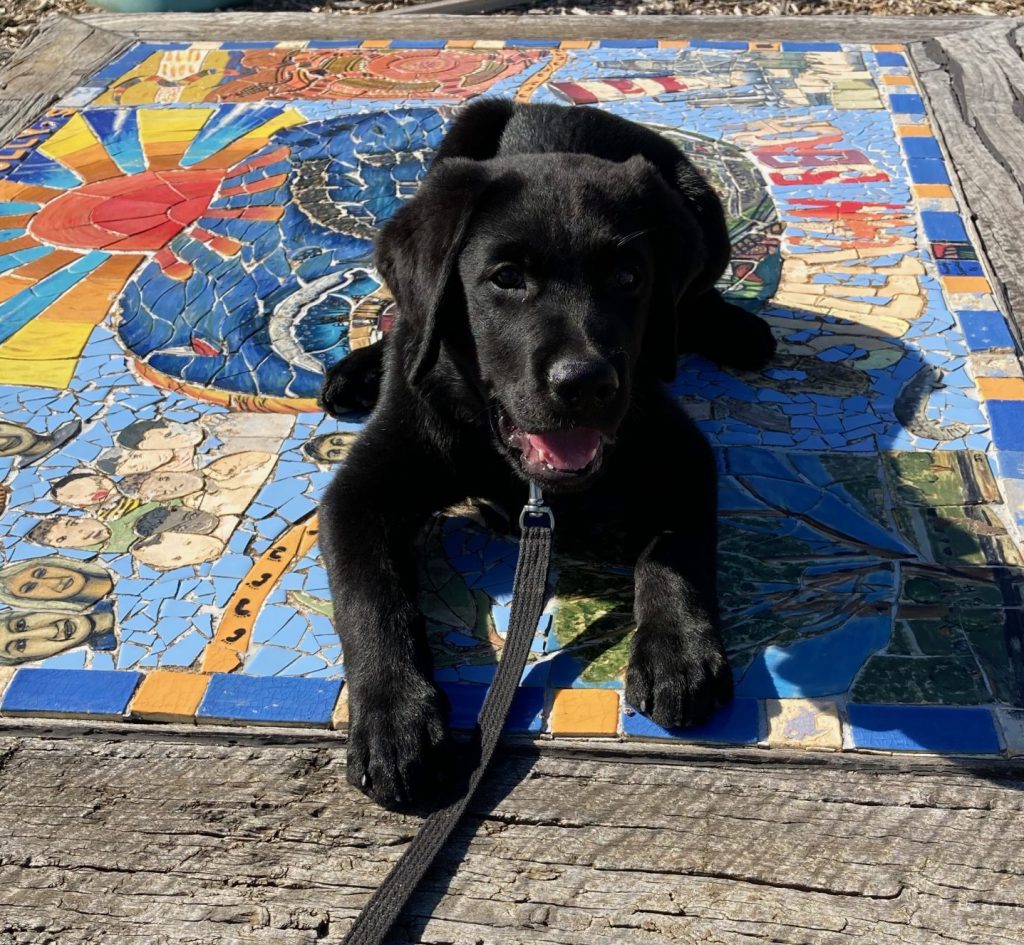 Black Labrador puppy lies down on a colourful mosaic bench