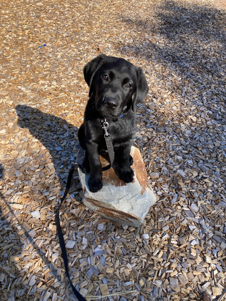 Black Labrador puppy with it's head tilted to one side sits on a rock and looks at the camera