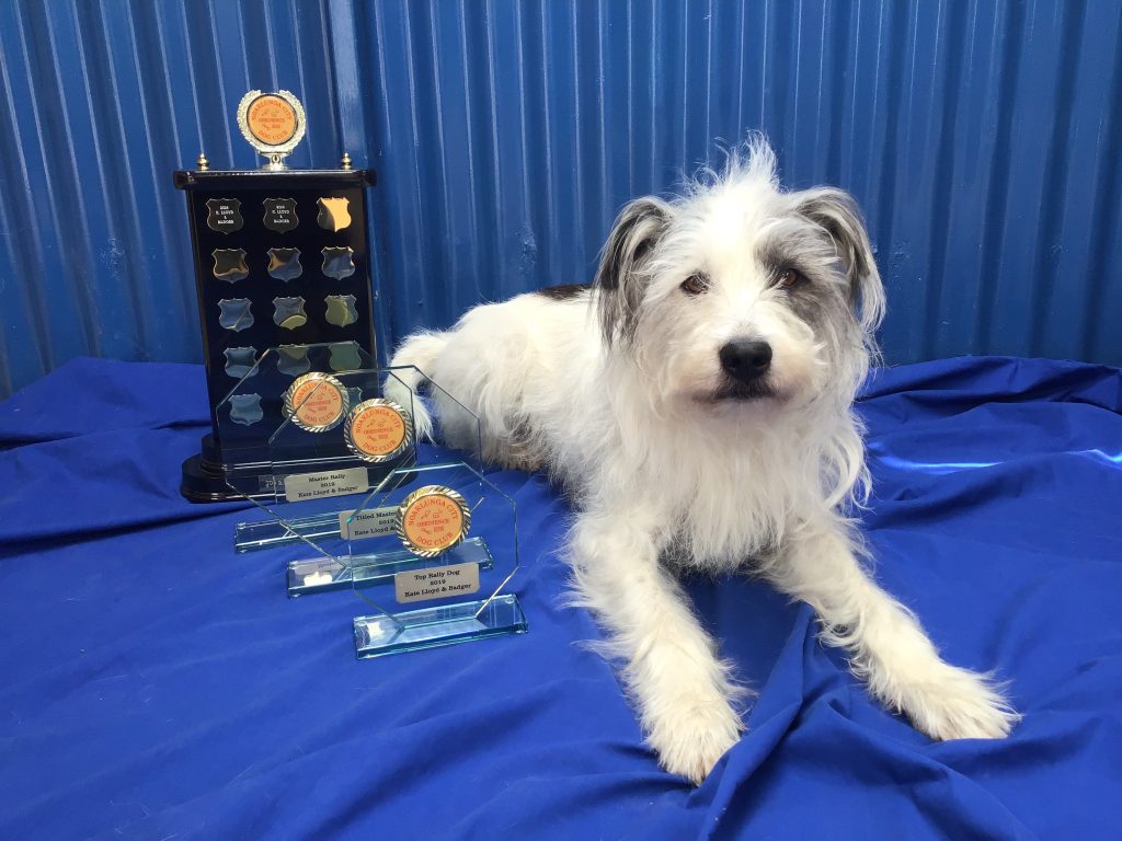 Scruffy white dog poses on a blue sheet next to a collection of trophies