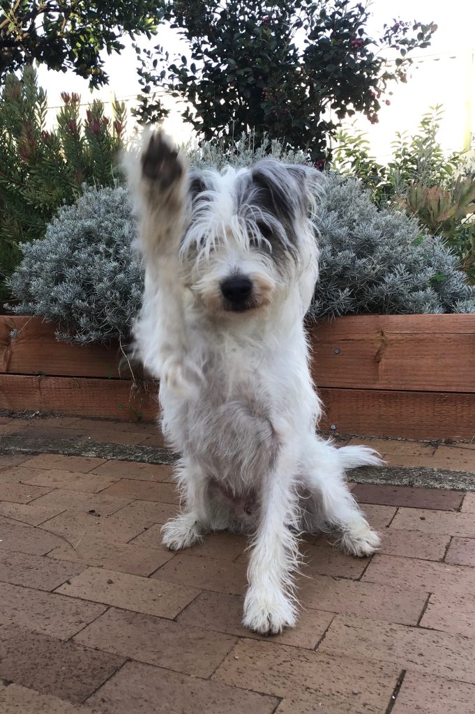 Scruffy white dog sits with one paw raised in the air