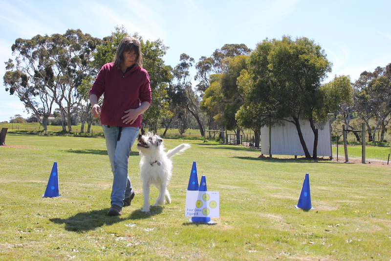 Woman wearing a red jacket moves between blue plastic cones with a scruffy white dog walking alongside and looking up attentively her