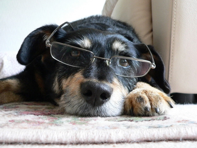 Dog wearing glasses