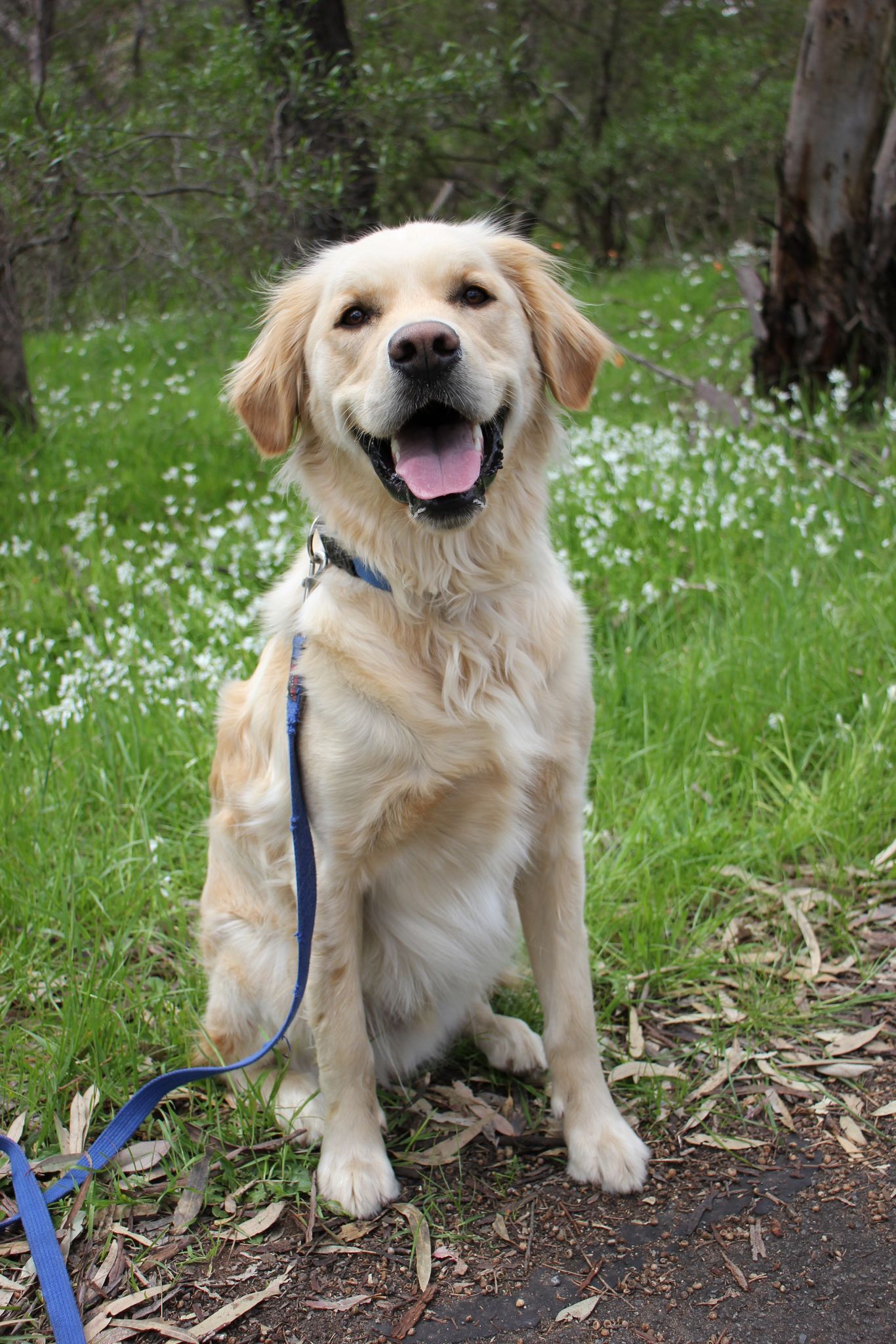 Golden Retriever in a natural setting sits and smiles at the camera