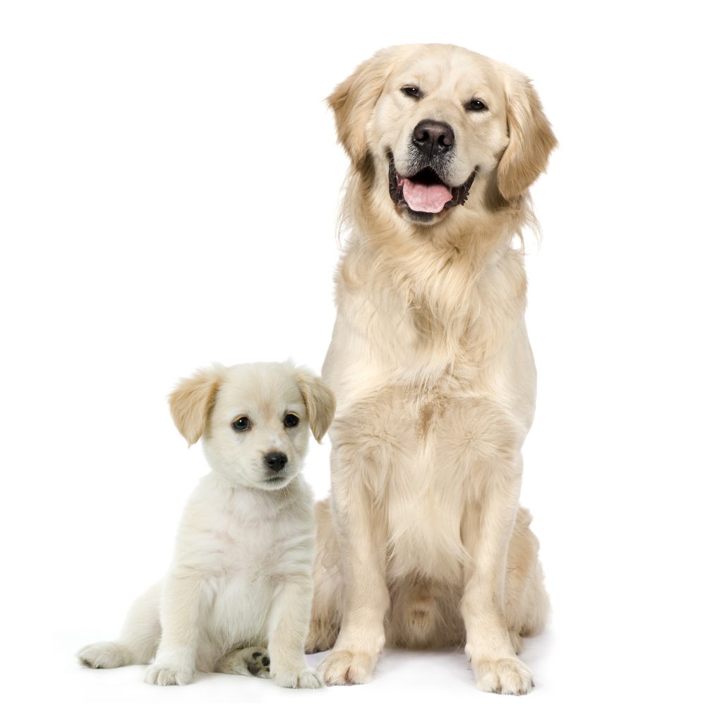 Golden Retriever and a Retriever Labrador mix puppy sitting